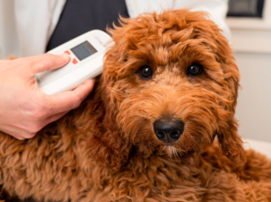 Microchip Collars: Tech Meets Safety